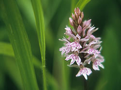 common spotted orchid