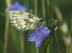 harebell marbled white