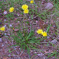 Autumn Hawkbit