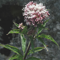 Hemp Agrimony