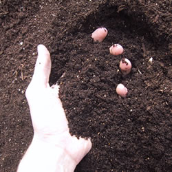 Soil Analysis Service