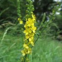 Agrimony