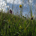 Meadow mix for Chalky or Limestone Soils