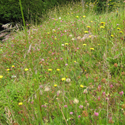 Meadow mix for Clay or Wet Soils