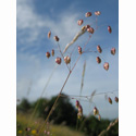Quaking Grass