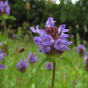 Selfheal