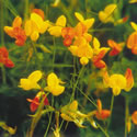 Birdsfoot Trefoil
