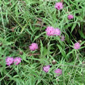 Black Knapweed