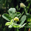 Black Medick