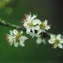 Blackthorn