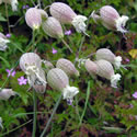 Bladder Campion