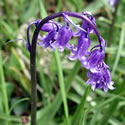Bluebell bulbs