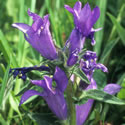 Clustered Bellflower