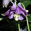 Columbine