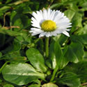 Common Daisy