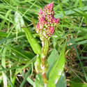 Common Sorrel