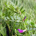 Common Vetch