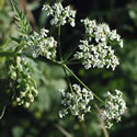 Cow Parsley