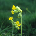 Cowslip