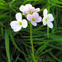 Cuckoo Flower