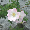 Dog Rose