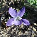 Common Dog Violet