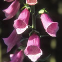 Foxglove