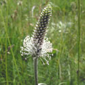 Hoary Plantain