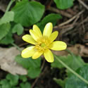 Lesser Celandine