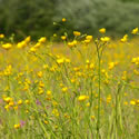Meadow mix for Sandy Soils