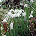 Snowdrop bulbs