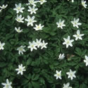 Wood Anemone