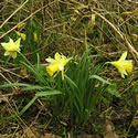 Daffodil bulbs