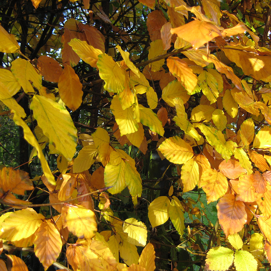 Hedgerow Collections