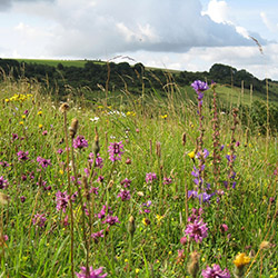 Wildflower collections